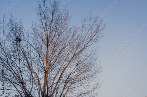 Winter tree with moon at late afternoon sunset