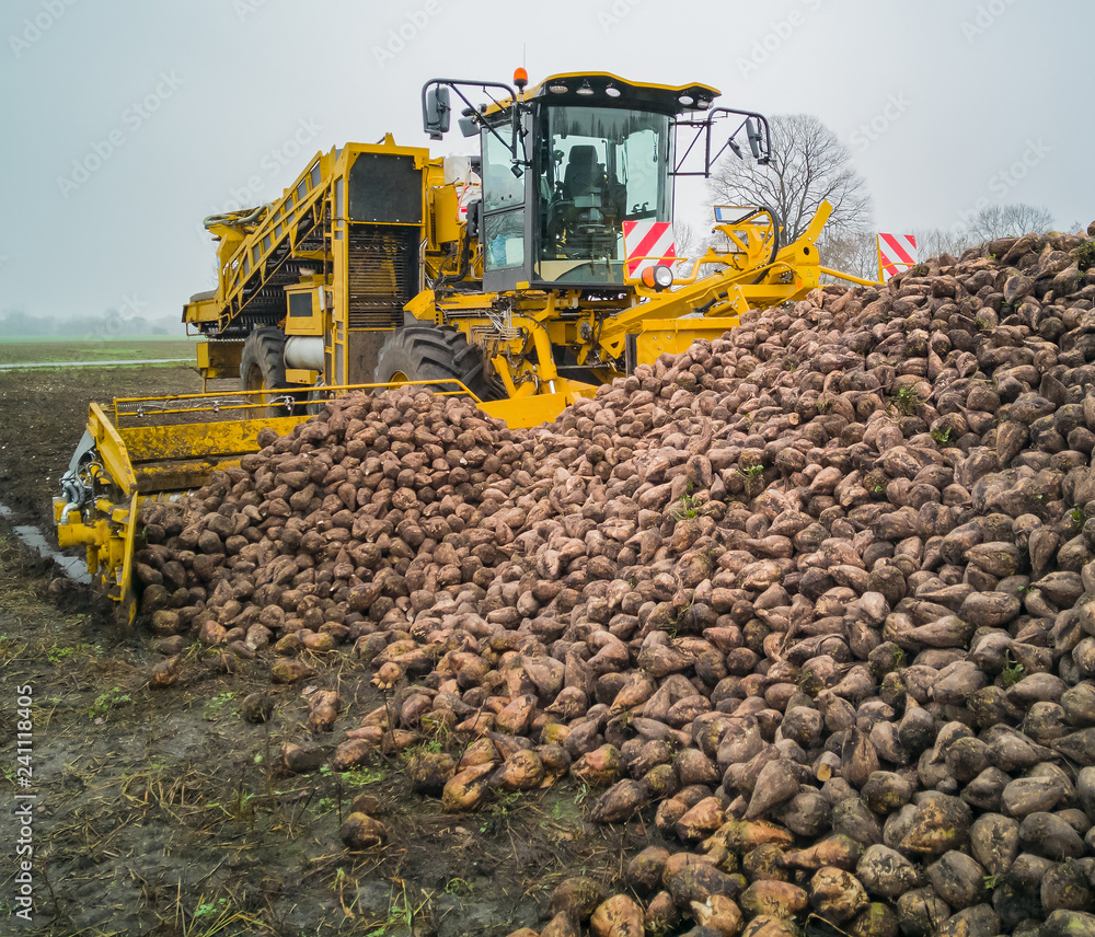 Obraz premium Zuckerrübenernte mit einem Rübenroder eine Landwirtschaftliche Maschine