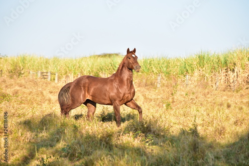 HORSE © Vincios