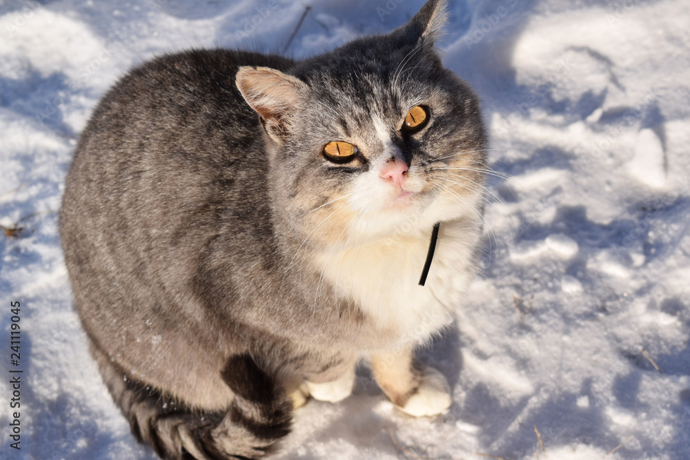 Beautiful grey cat in winter in the snow. Beautiful grey cat in winter in the snow.
