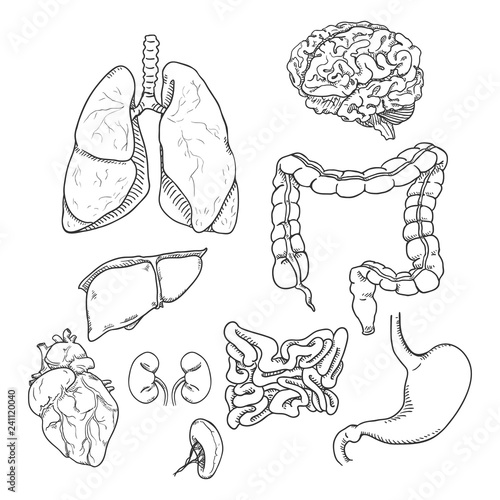 Vector Sketch Set of Anatomical Human Organs