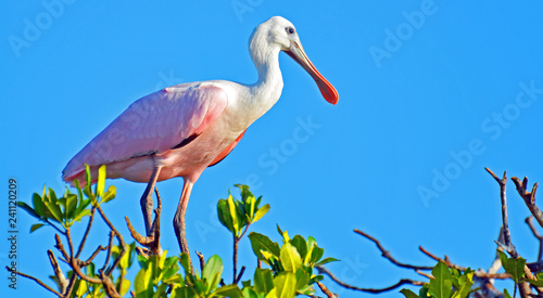 Roseate spoonbill (Platalea ajaja) with long legs, rosey light pink body, black tiped wings spread wide, curved white neck, shiny flat sunlit beak standing on mangrove branches under clear blue sky. photo