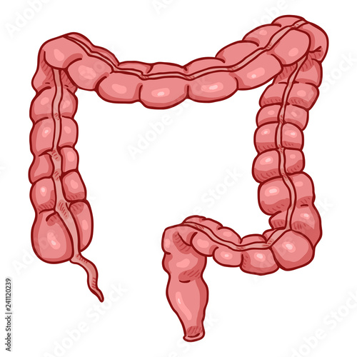 Vector Cartoon Human Large Intestine . Anatomical Organ Illustration.