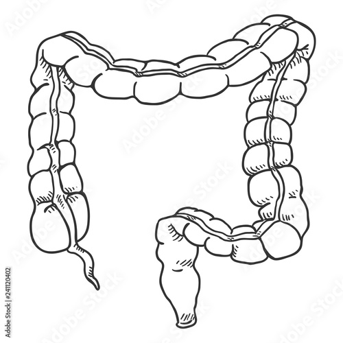 Vector Sketch Human Large Intestine. Anatomical Organ Illustration.