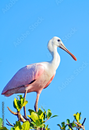 Roseate spoonbill (Platalea ajaja) with long legs, rosey light pink body, black tiped wings spread wide, curved white neck, shiny flat sunlit beak standing on mangrove branches under clear blue sky.