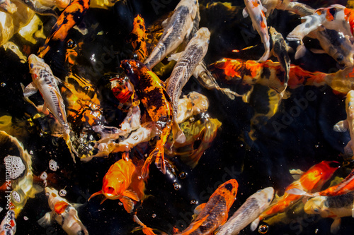 Carps in a Dark Pond(Japanese Koi Fish) © jatupron