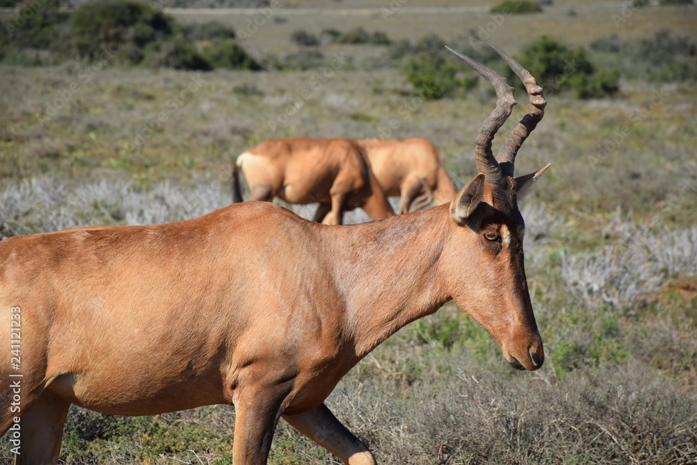 Fototapeta premium Animals