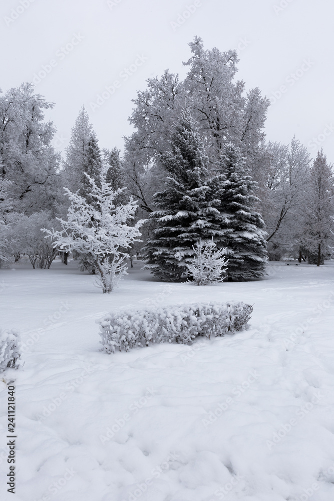 Fluffy hoarfrost on the branches of trees and shrubs in the city park. Beautiful winter landscape. Fluffy hoarfrost on the branches of trees and shrubs in the city park. Beautiful winter landscape.