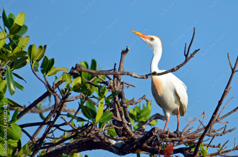 Closeup of cattle egret (Bubulcus ibis) in mangroves during mating season, with buff plumes on chest and head, long yellow beak, bright yellow eye, pink mask and legs, sunlit against blue sky. Closeup of cattle egret (Bubulcus ibis) in mangroves during mating season, with buff plumes on chest and head, long yellow beak, bright yellow eye, pink mask and legs, sunlit against blue sky.