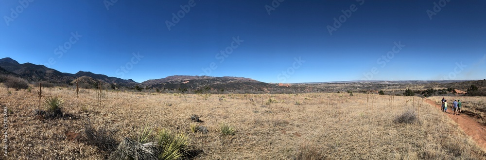 tree in the desert