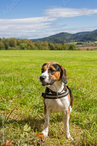 Beagle sitzt auf einer grünen Wiese