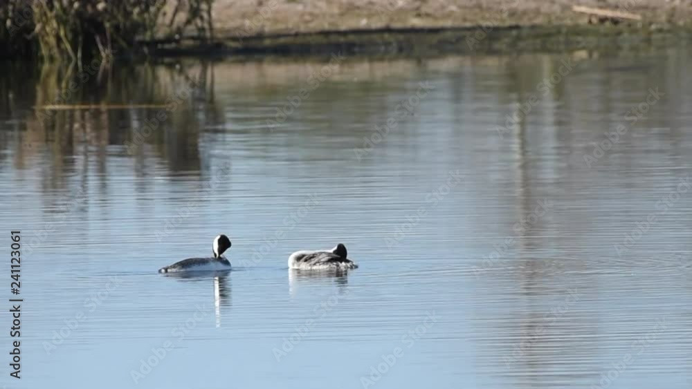 HD Video of pair of Western Grebe swimming on a calm lake. The western grebe is the largest North American grebe. HD Video of pair of Western Grebe swimming on a calm lake. The western grebe is the largest North American grebe.