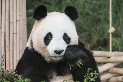 Big panda eating green leaves close up