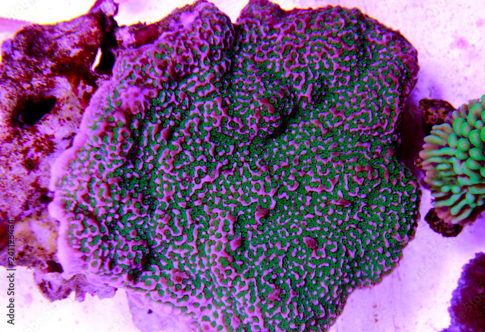 Fototapeta premium Montipora Candy Cap Coral, - (Montipora capricornis)
