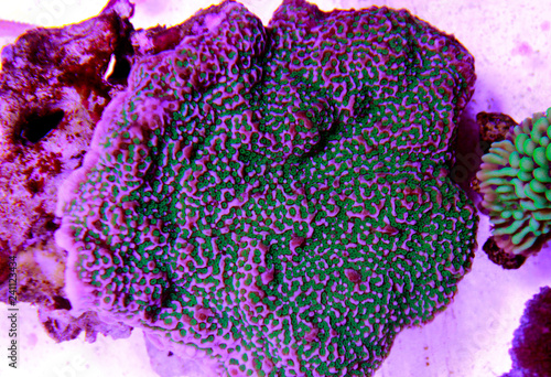 Montipora Candy Cap Coral, - (Montipora capricornis) photo