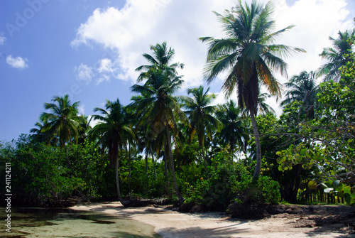 Palmen in der Karibik, Dominikanische Republik, Samana