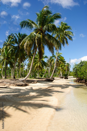 Palmen der Karibik  Dominikanische Republik  Samana