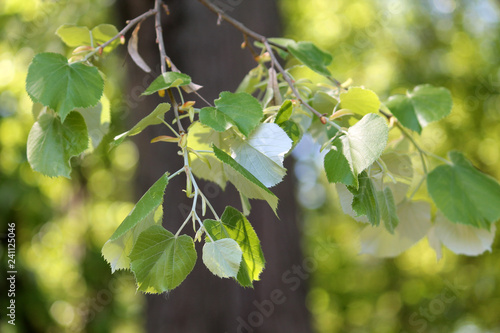 Photos Branch of silver linden or Tilia tomentosa with green leaves