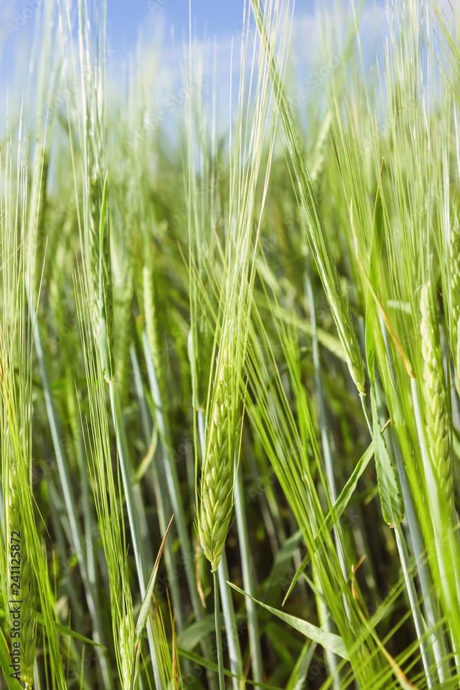 Ears Of Barley In The Field On A Summer Day