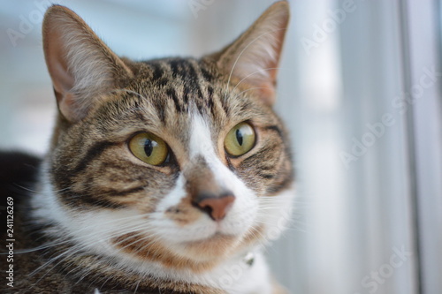 Closeup of a domestic cat