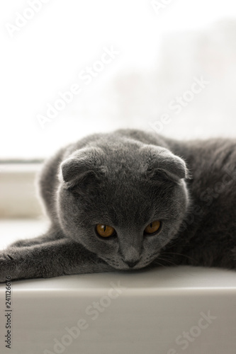 scottish fold cat portrait