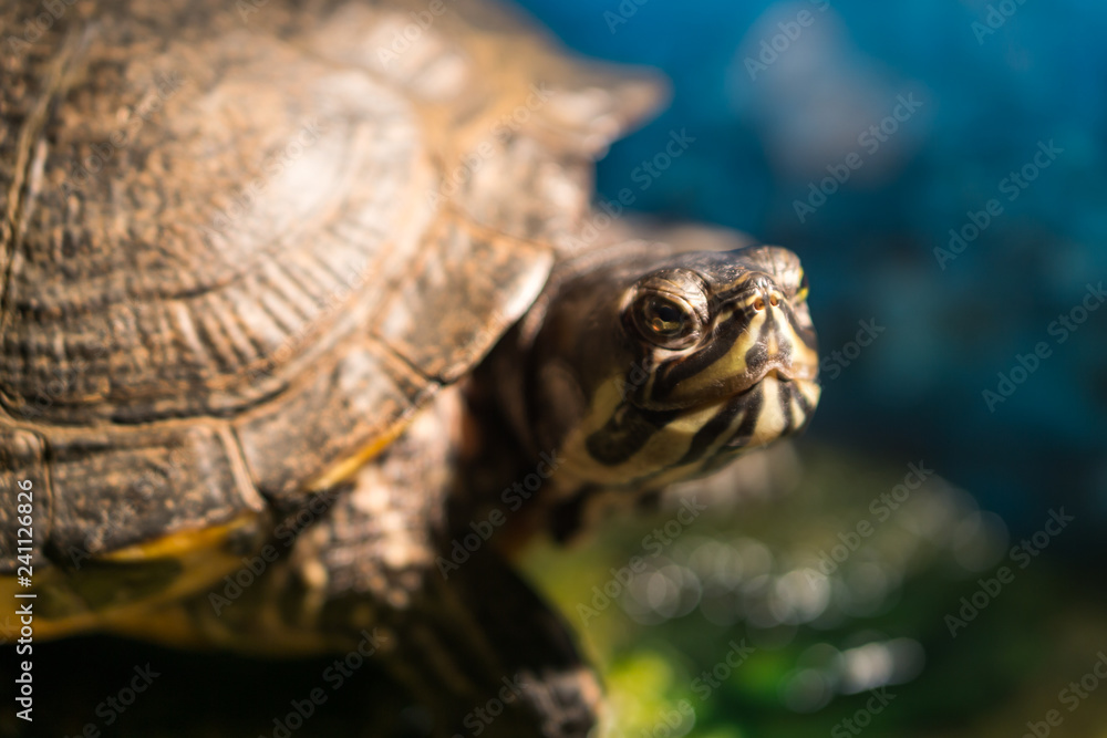 extreme closeup of head of painted grown turtle chrysemys picta sitting on rock basking near fresh water pond extreme closeup of head of painted grown turtle chrysemys picta sitting on rock basking near fresh water pond