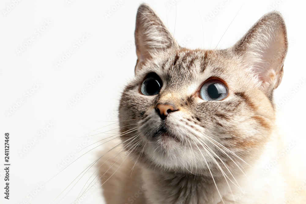 beautiful portrait of a cat with blue eyes. the cat looks up and waits. playful cat waiting for a toy. on a white background. for decoration and design beautiful portrait of a cat with blue eyes. the cat looks up and waits. playful cat waiting for a toy. on a white background. for decoration and design