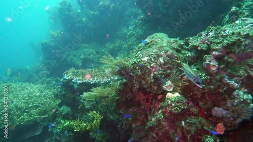 Wallpaper Mural underwater landscape of the tropical sea, fish and corals of different color Torontodigital.ca