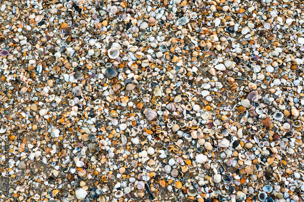 Seashells on beach in Punta Umbria, Spain