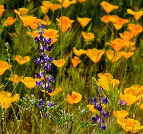 Lupine amount a field of wild Mexican Poppies