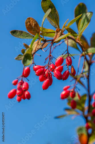 Картината върху платно Fresh berries of berberis on the branch in the end of October
