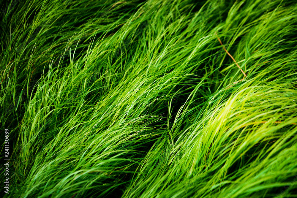 Long, lush, green grass texture blowing in the wind. Moody natural closeup of meadow grass blades, animal feed. Grass lawn in spring. Long, lush, green grass texture blowing in the wind. Moody natural closeup of meadow grass blades, animal feed. Grass lawn in spring.