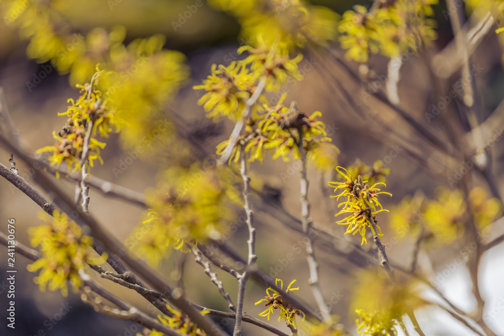 yellow witch hazel blossom yellow witch hazel blossom