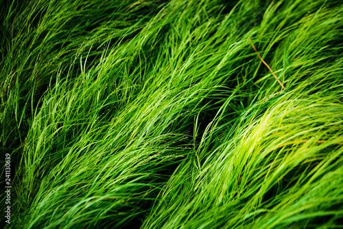 Long, lush, green grass texture blowing in the wind. Moody natural closeup of meadow grass blades, animal feed. Grass lawn in spring.