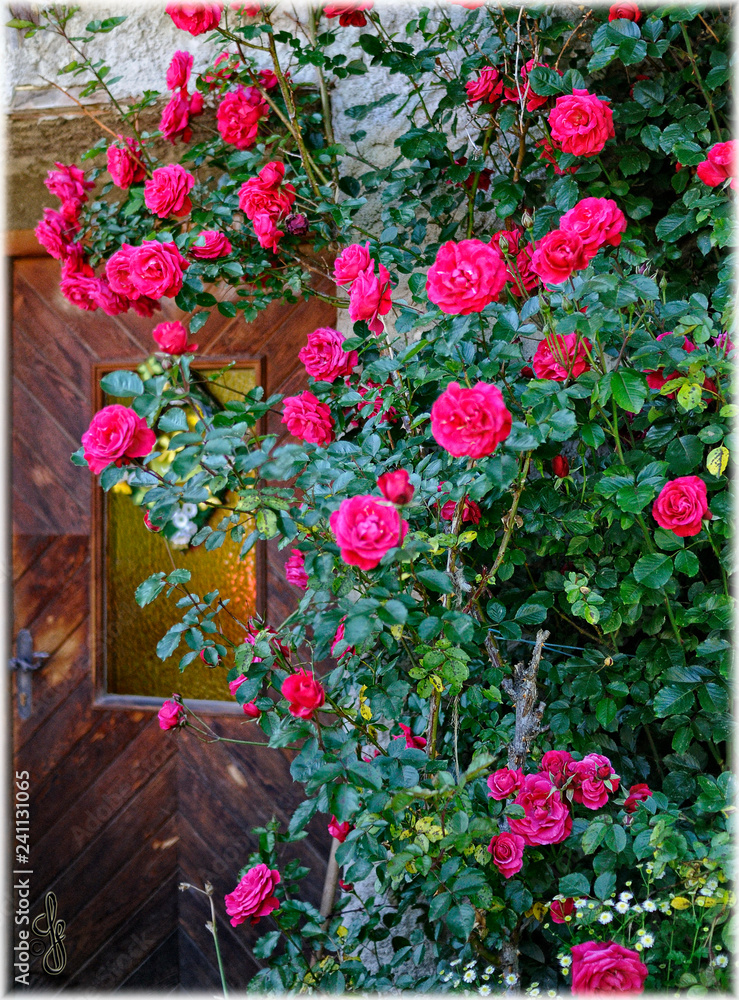 Fototapeta premium Krokus