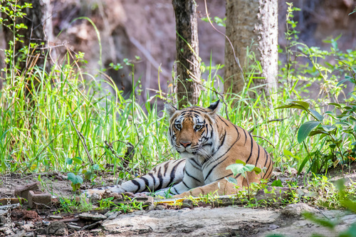A female tigress resting near a waterhole inside Pench tiger reserve during a wildlife safari
