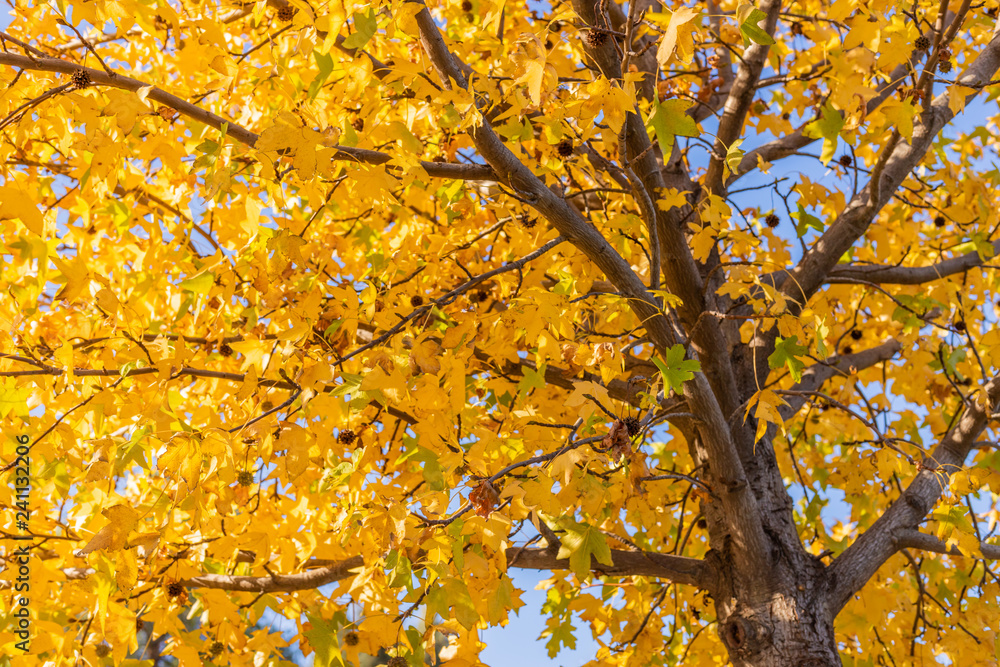 Yellow tree and leaves in autumn