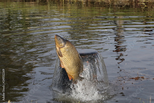 Carp jumps over the water