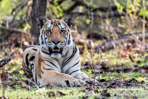 A male cub relaxing inside Pench tiger reserve during a wildlife safari