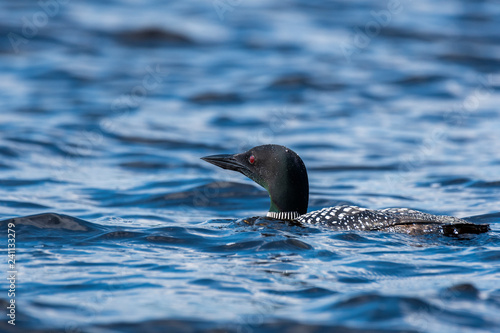 Common loon, state bird of Minnesota swimming in the waters of Nelson lake in Hayward, WI