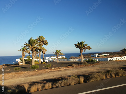 Einsame Palme in der Landschaft - Lanzarote
