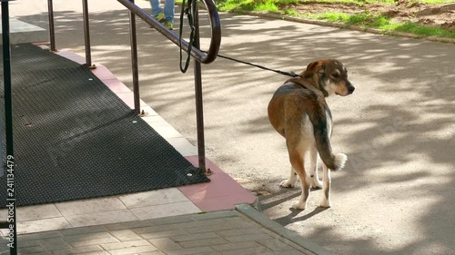 Dog on leash is waiting for the owner on the street at entrance to institution.