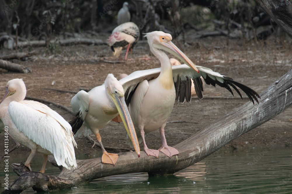 Obraz premium Pelicans