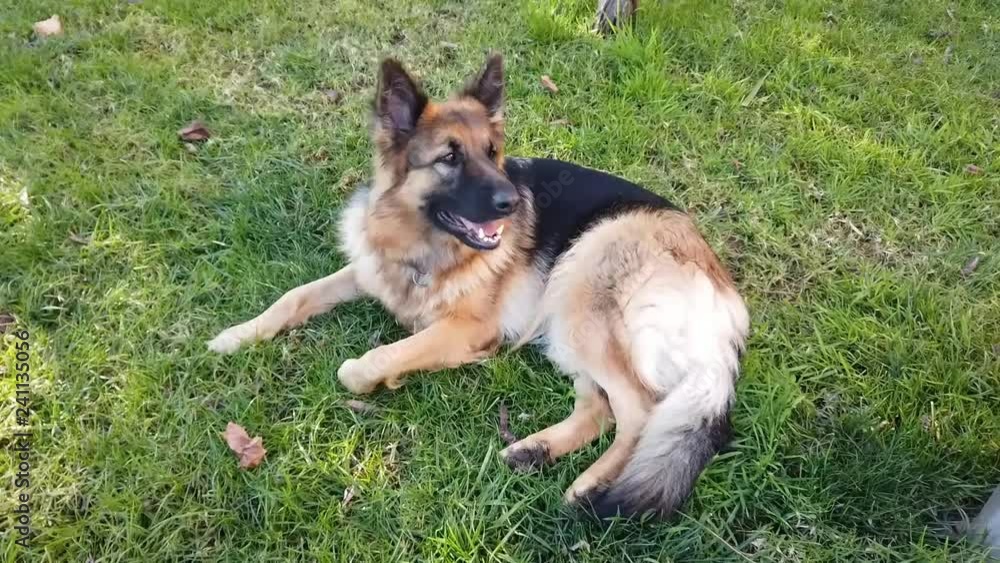 German Shepherd Dog Laying in the Grass in a Backyard of a Home German Shepherd Dog Laying in the Grass in a Backyard of a Home