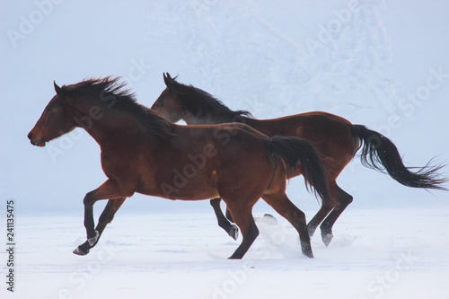 horses gallop together in the snow