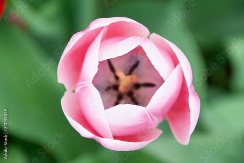 Rosa Tulpe von oben im Garten fotografiert