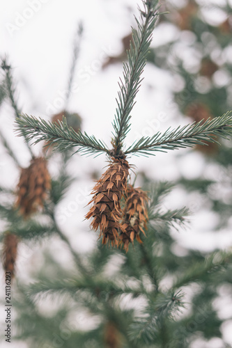 small brown fir ones on a branch of a pine tree