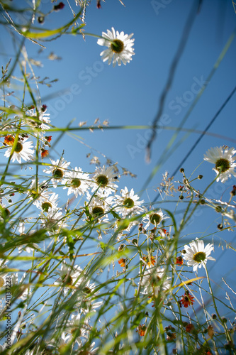 Blumenfeld von unten fotografiert - Margeriten