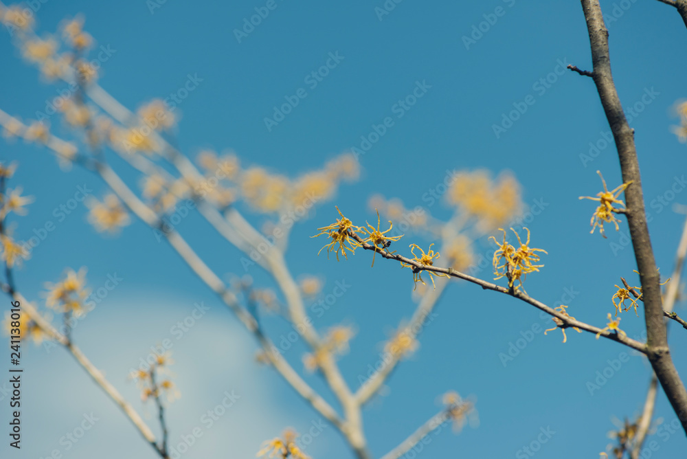 blue sky and yellow vernal witch hazel flowers. hamamelis virginiana. blue sky and yellow vernal witch hazel flowers. hamamelis virginiana.