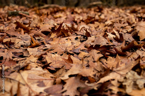 Autumn fallen leaves on ground in forrest